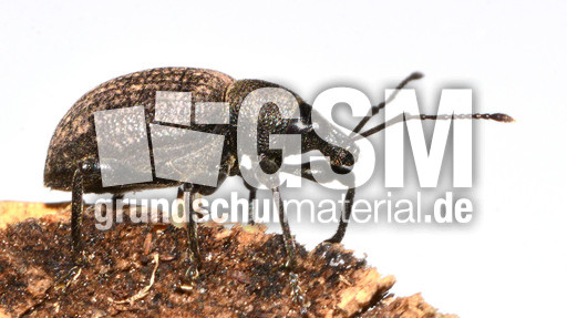 Kompakter Dickmaulrüssler (9).jpg